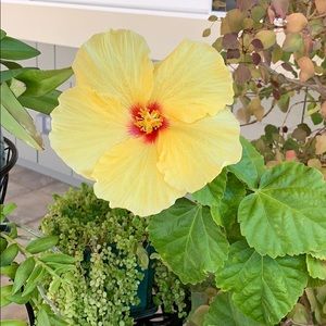 Meet your Posher, Leslie ann